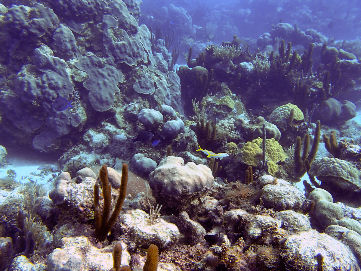 Cayo Largo, Cuba - Buceo