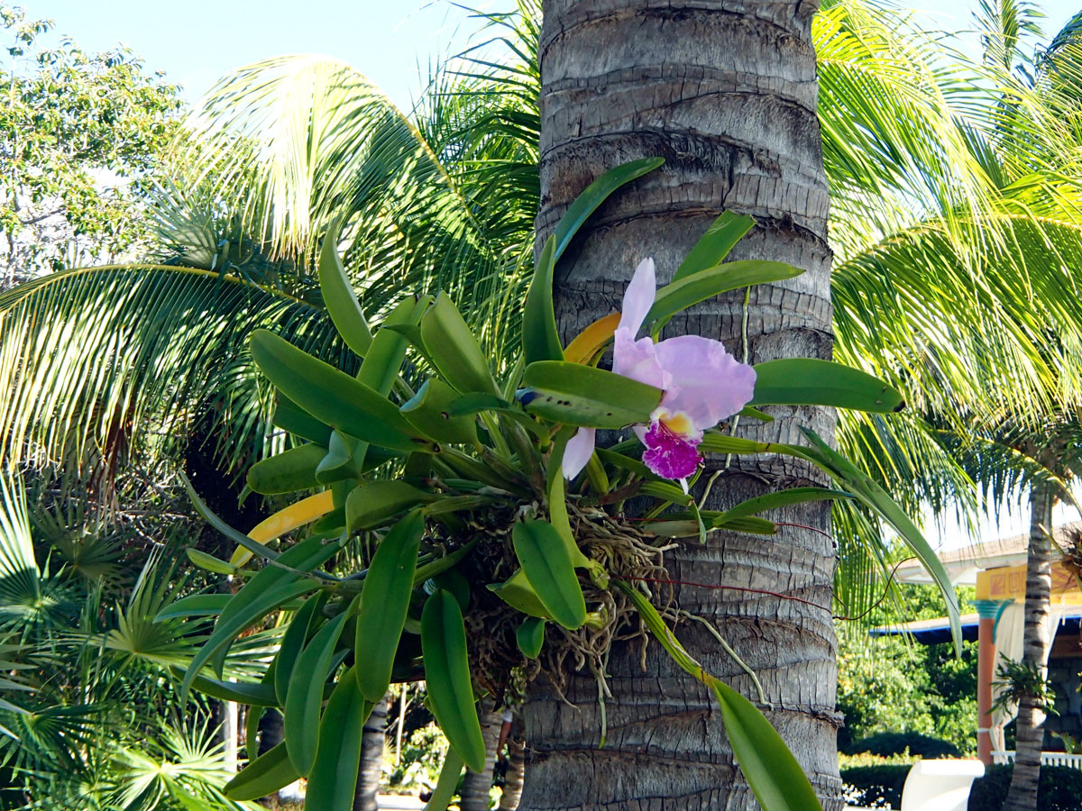 Cuba, Cayo Santa María - Hotel Las Dunas