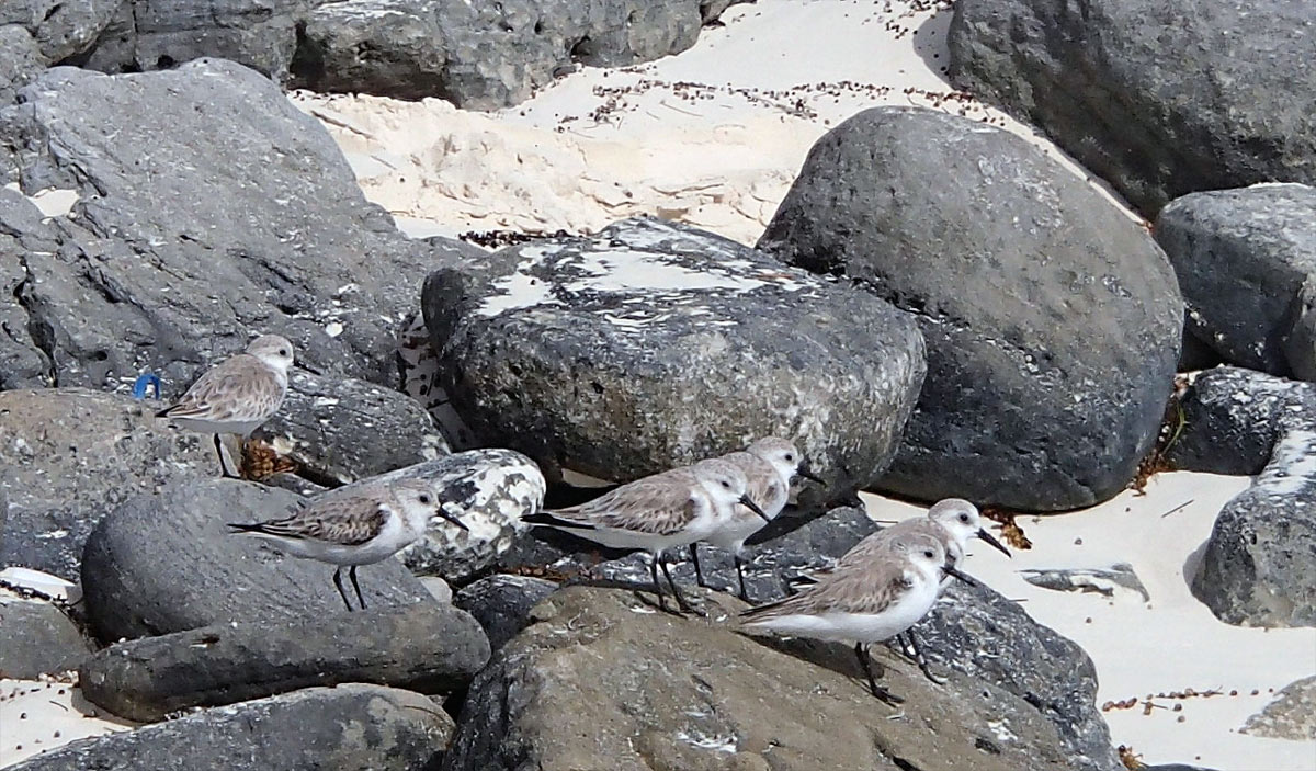 Cayo Largo, Playa Paraíso
