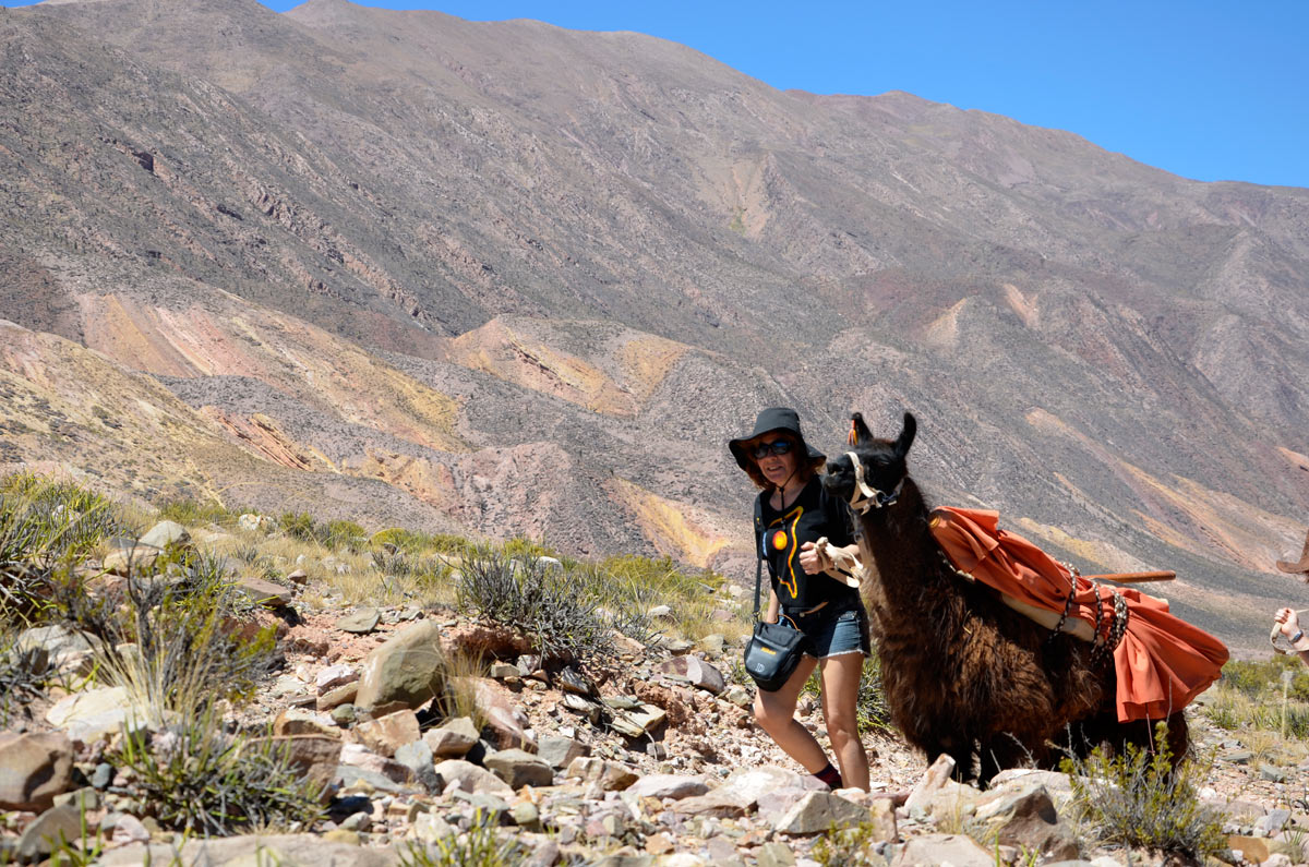 Tilcara, Caravana de llamas