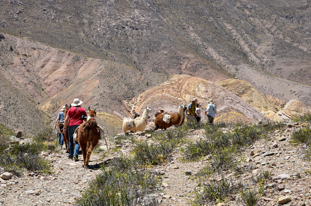 Tilcara, Caravana de Llamas