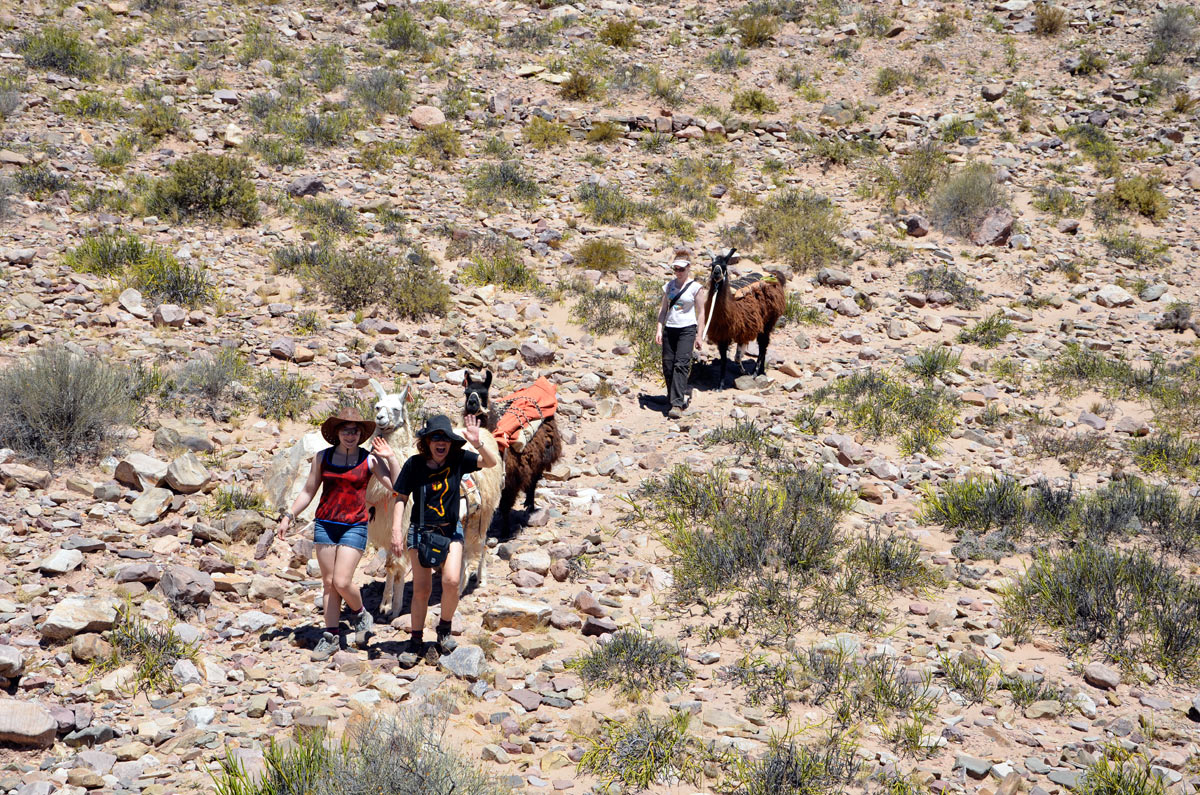 Tilcara, Caravana de Llamas