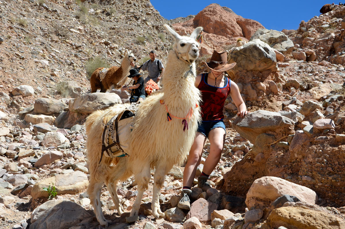 Tilcara, Caravana de Llamas