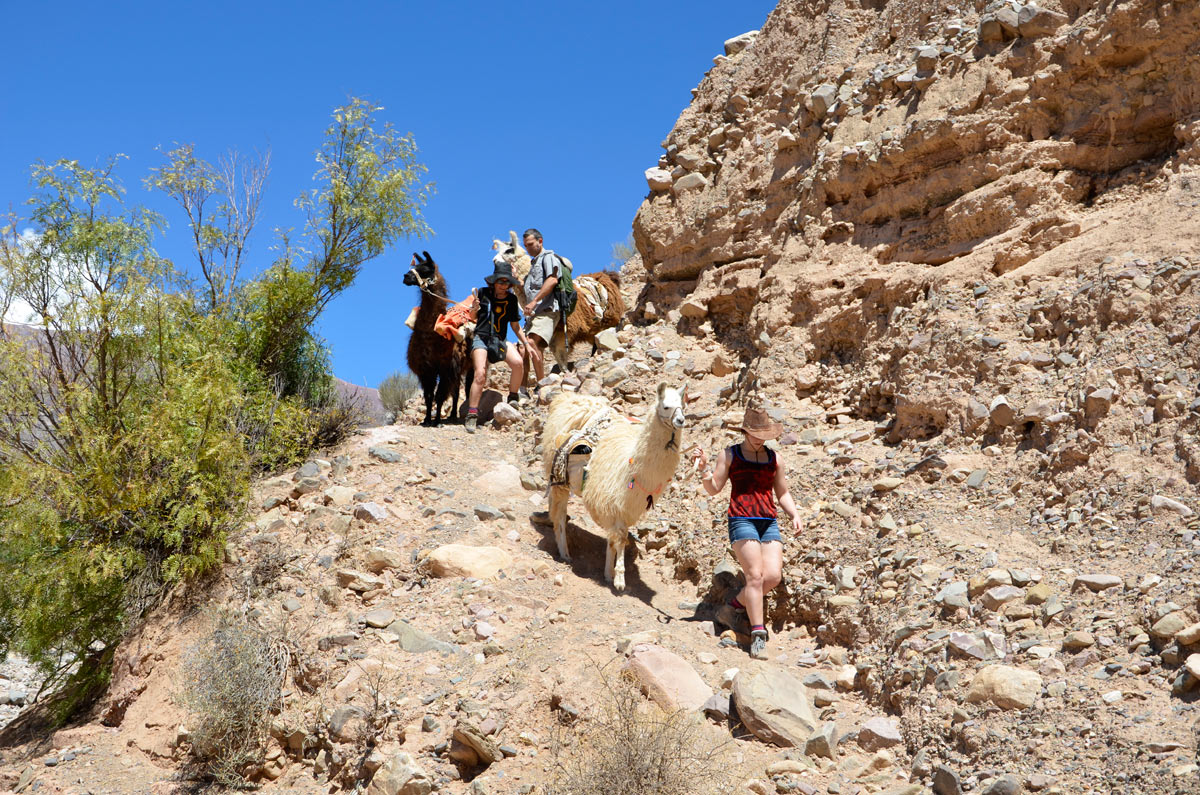 Tilcara, Caravana de Llamas