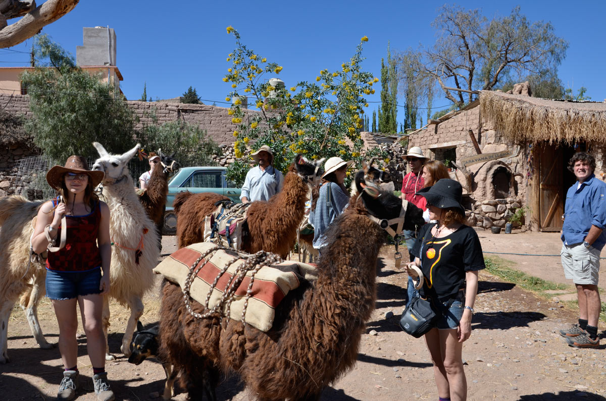 Tilcara, Caravana de Llamas
