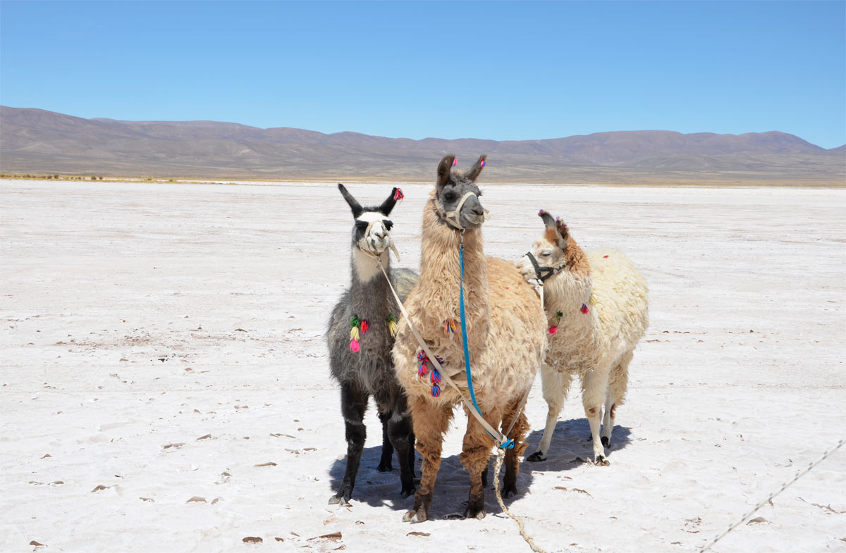 Salinas Grandes