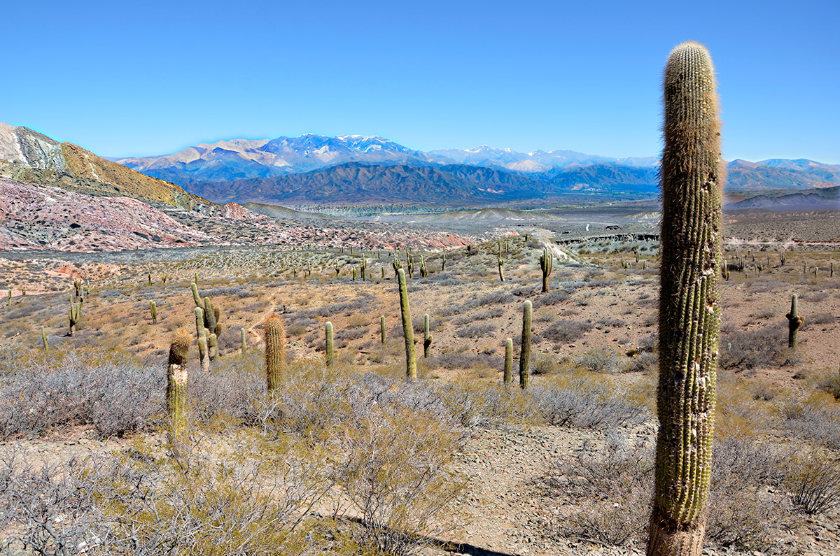 Parque Nacional de los Cardones