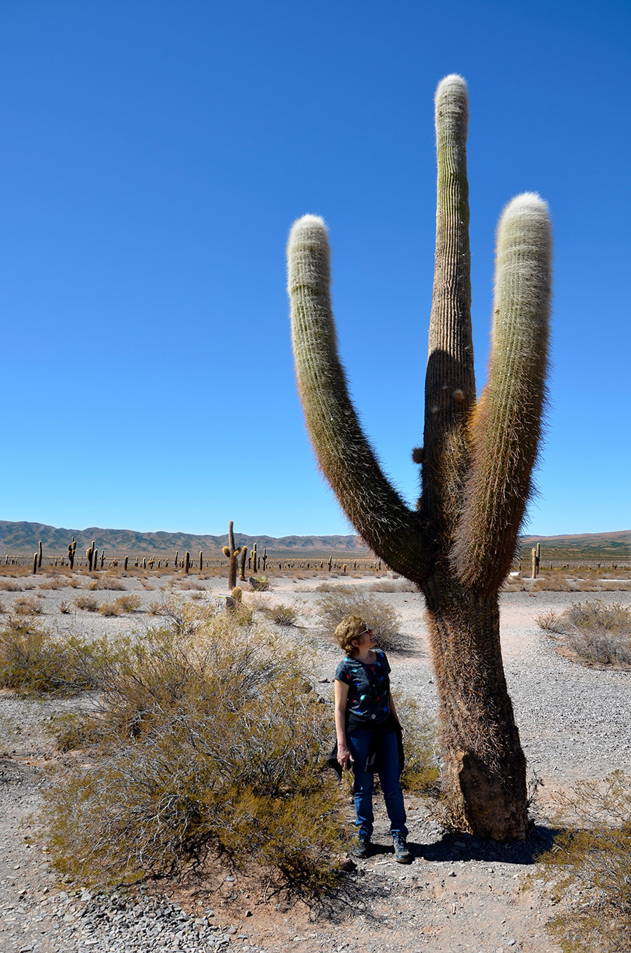 Parque Nacional de los Cardones