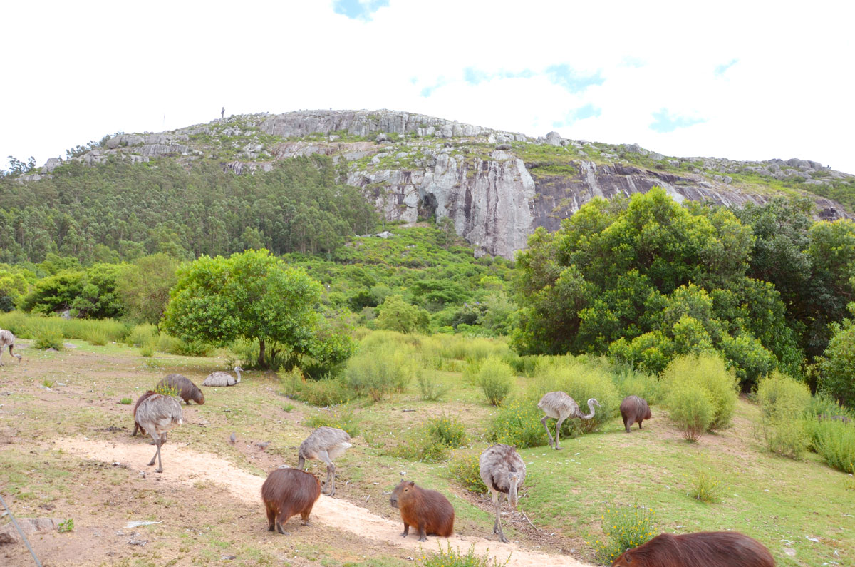 Cerro Pan de Azúcar