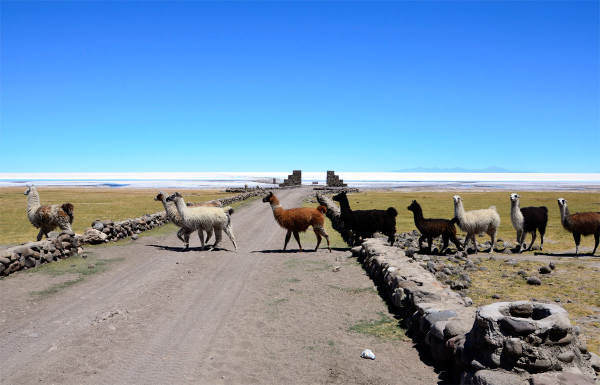 Coqueza, Salar de Uyuni, Llamas